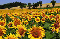 Goldene Sonnentage zum Sommerende